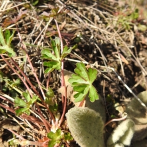 Geranium sp. at Carwoola, NSW - 20 Sep 2021