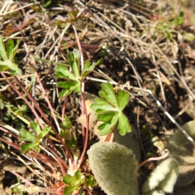 Geranium (genus) (Geranium) at Carwoola, NSW - 20 Sep 2021 by Liam.m