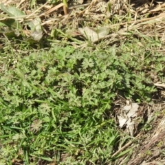 Geranium sp. at Carwoola, NSW - 20 Sep 2021