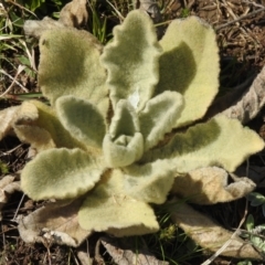 Verbascum thapsus subsp. thapsus (Great Mullein, Aaron's Rod) at Carwoola, NSW - 20 Sep 2021 by Liam.m