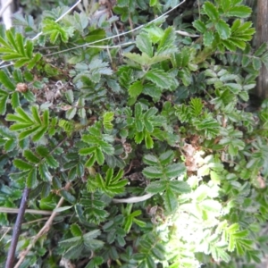 Acaena novae-zelandiae at Carwoola, NSW - 20 Sep 2021