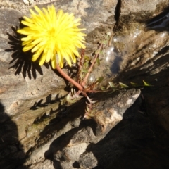 Taraxacum sp. (Dandelion) at Carwoola, NSW - 20 Sep 2021 by Liam.m