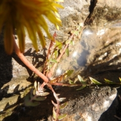 Taraxacum sp. at Carwoola, NSW - suppressed