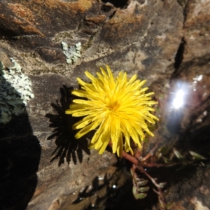 Taraxacum sp. at Carwoola, NSW - suppressed