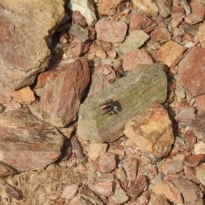 Euophryinae sp. (Rockhopper) undescribed at Carwoola, NSW - suppressed