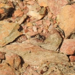 Euophryinae sp. (Rockhopper) undescribed at Carwoola, NSW - 20 Sep 2021