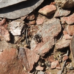 Euophryinae sp. (Rockhopper) undescribed at Carwoola, NSW - 20 Sep 2021