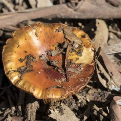 Cortinarius sp. (Cortinarius) at Bruce Ridge - 22 Jul 2021 by AlisonMilton