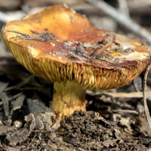 Cortinarius sp. at Bruce, ACT - 22 Jul 2021 01:10 PM