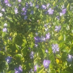 Vinca major at Watson, ACT - 22 Sep 2021