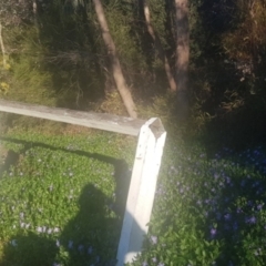 Vinca major at Watson, ACT - 22 Sep 2021