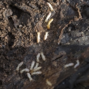 Termitoidae (informal group) at Bruce, ACT - 22 Jul 2021 02:34 PM