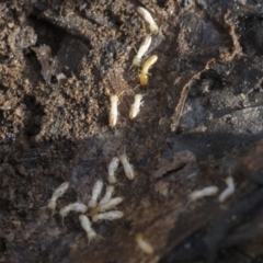 Termitoidae (informal group) (Unidentified termite) at Bruce Ridge - 22 Jul 2021 by AlisonMilton