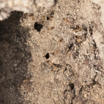 Nasutitermes exitiosus (Snouted termite, Gluegun termite) at Bruce Ridge - 22 Jul 2021 by AlisonMilton