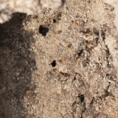 Nasutitermes exitiosus (Snouted termite, Gluegun termite) at Bruce, ACT - 22 Jul 2021 by AlisonMilton
