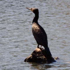 Phalacrocorax carbo (Great Cormorant) at Isabella Plains, ACT - 22 Sep 2021 by RodDeb