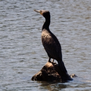 Phalacrocorax carbo at Isabella Plains, ACT - 22 Sep 2021