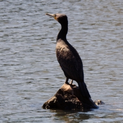Phalacrocorax carbo (Great Cormorant) at Upper Stranger Pond - 22 Sep 2021 by RodDeb