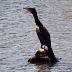 Phalacrocorax carbo at Isabella Plains, ACT - 22 Sep 2021 12:24 PM