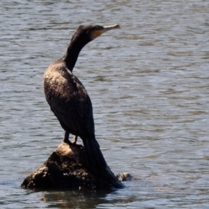 Phalacrocorax carbo at Isabella Plains, ACT - 22 Sep 2021 12:24 PM