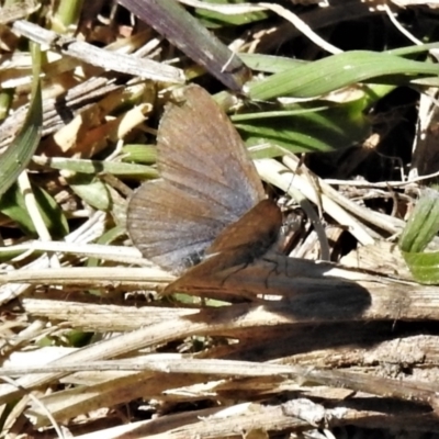 Zizina otis (Common Grass-Blue) at Greenway, ACT - 22 Sep 2021 by JohnBundock