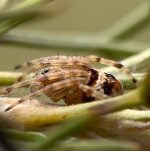 Araneinae (subfamily) at Murrumbateman, NSW - 20 Sep 2021 12:14 PM