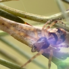 Araneinae (subfamily) at Murrumbateman, NSW - 20 Sep 2021 12:14 PM