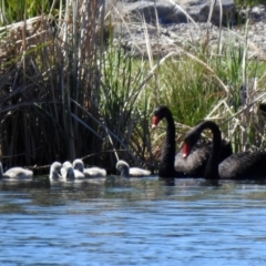 Cygnus atratus (Black Swan) at Upper Stranger Pond - 22 Sep 2021 by RodDeb