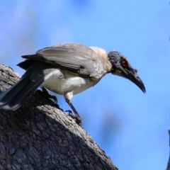 Philemon corniculatus (Noisy Friarbird) at Upper Stranger Pond - 22 Sep 2021 by RodDeb