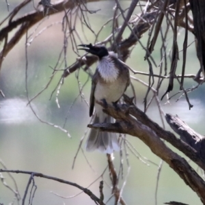 Philemon corniculatus at Isabella Plains, ACT - 22 Sep 2021 01:06 PM