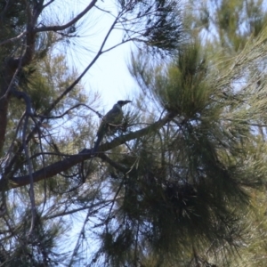 Philemon corniculatus at Isabella Plains, ACT - 22 Sep 2021