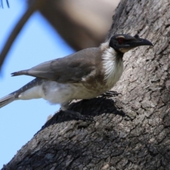 Philemon corniculatus at Isabella Plains, ACT - 22 Sep 2021 01:06 PM