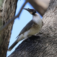 Philemon corniculatus at Isabella Plains, ACT - 22 Sep 2021