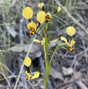 Diuris pardina at Bungendore, NSW - 21 Sep 2021