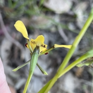 Diuris pardina at Bungendore, NSW - 21 Sep 2021