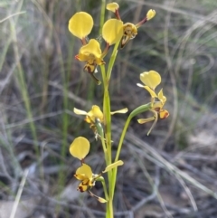 Diuris pardina at Bungendore, NSW - 21 Sep 2021