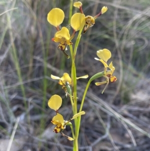 Diuris pardina at Bungendore, NSW - 21 Sep 2021