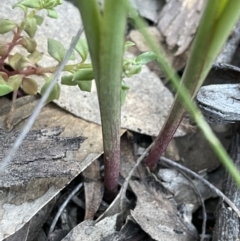 Diuris pardina at Bungendore, NSW - 21 Sep 2021