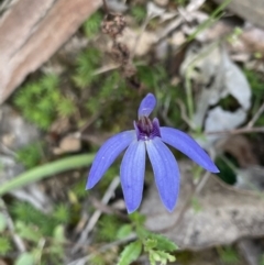 Cyanicula caerulea (Blue Fingers, Blue Fairies) at Mount Jerrabomberra QP - 16 Sep 2021 by erikar