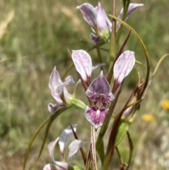 Diuris dendrobioides (Late Mauve Doubletail) by erikar