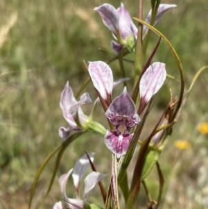 Diuris dendrobioides at suppressed - suppressed