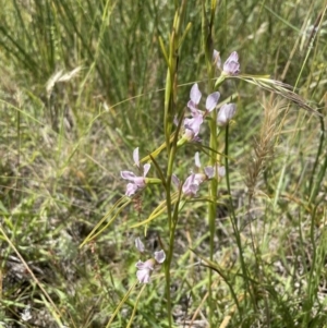 Diuris dendrobioides at suppressed - suppressed