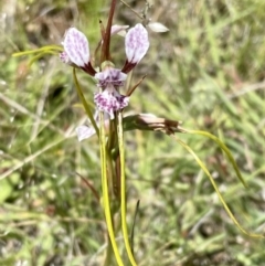 Diuris dendrobioides at suppressed - suppressed