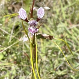 Diuris dendrobioides at suppressed - suppressed