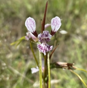 Diuris dendrobioides at suppressed - suppressed