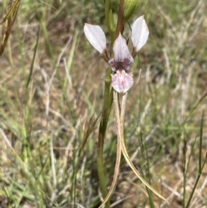 Diuris dendrobioides at suppressed - suppressed