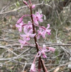 Dipodium roseum (Rosy hyacinth orchid) at Mongarlowe, NSW - 20 Jan 2021 by erikar