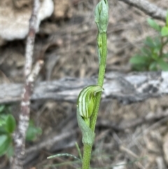 Speculantha parviflora at Gundary, NSW - 10 Mar 2021