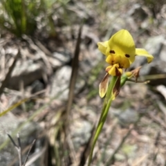 Diuris sulphurea (Tiger Orchid) at Marlowe, NSW - 11 Nov 2020 by erikar