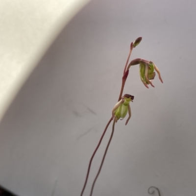 Caleana minor (Small Duck Orchid) at Marlowe, NSW - 11 Nov 2020 by erikar